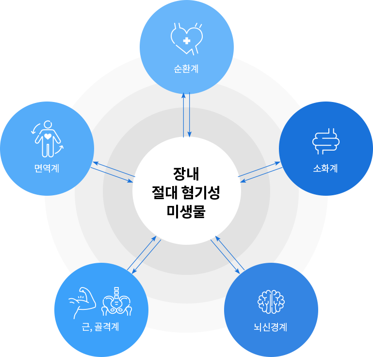 장내 절대 혐기성 미생물 - 순환계/소화계/뇌신경계/근,골격계/면역계