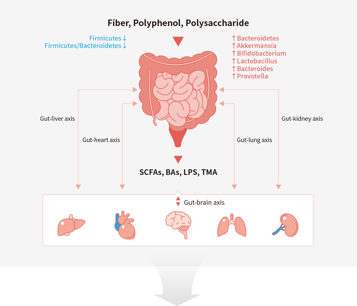 Fiber, polyphenol, polysaccharide - SCFAs, BAs, LPS, TMA