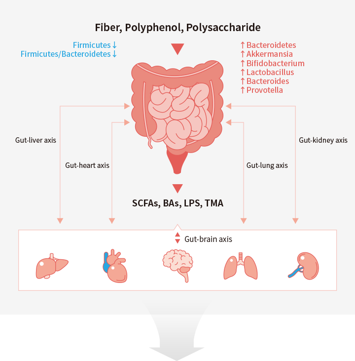 Fiber, polyphenol, polysaccharide - SCFAs, BAs, LPS, TMA